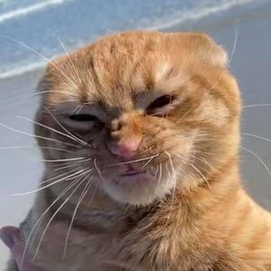 Meet your Posher, Ray